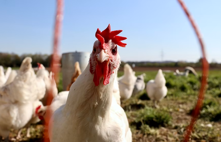 Ayam Halal Bukan Sekadar Dipotong, Ini Bagian Leher yang Wajib Terputus Saat Disembelih